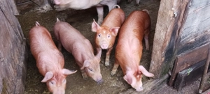 Porci și purcei de vânzare!Detalii la nr.de tel.  - imagine 2