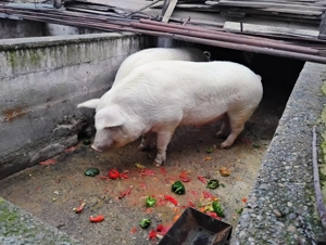 Vând 2 porci grași.