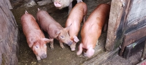 Porci și purcei de vânzare!Detalii la nr.de tel.  - imagine 4