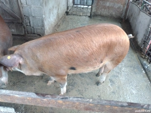 Porci de vînzare pentu Crăciun crescuți cu cereale în gospodăria proprie.  - imagine 3