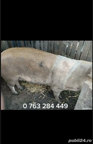 Scroafa de vânzare în satul Rași! 270kg. - imagine 5