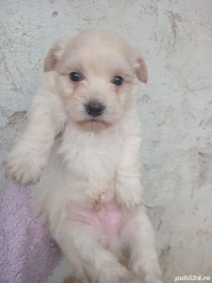 catelusi bichon maltez - imagine 2