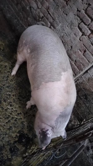 Ofertă porci de vânzare  - imagine 5