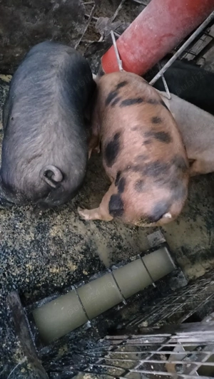 Ofertă porci de vânzare  - imagine 3