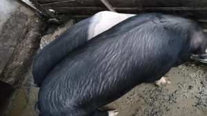 Ofertă porci de vânzare  - imagine 4