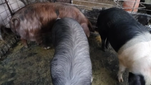 Ofertă porci de vânzare  - imagine 2