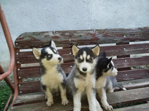 Vând Husky siberian  - imagine 2