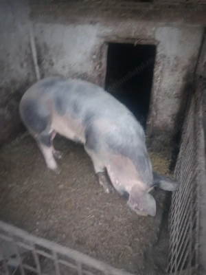 Vand porci pentru crăciun 