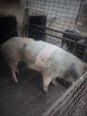 Vand porci pentru crăciun  - imagine 3