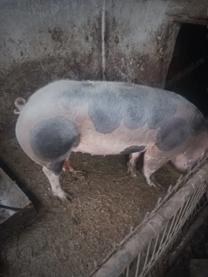 Vand porci pentru crăciun  - imagine 2