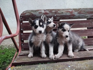 Vând Husky siberian  - imagine 3