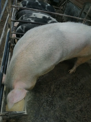 Vand porci carne  - imagine 3