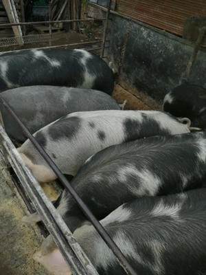 Vand porci carne  - imagine 2