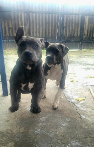 Vand amstaff superbi