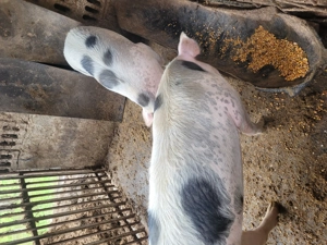 Vând un porc gras!  - imagine 2