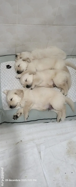 Golden retriever născuți 3 nov.