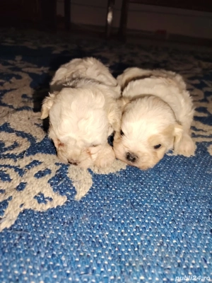 vând caţeluș si caţelușă - imagine 4