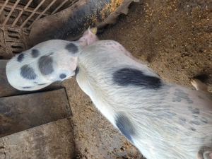 Vând un porc gras!  - imagine 4