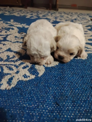 vând caţeluș si caţelușă - imagine 5