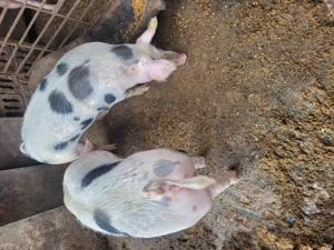 Vând un porc gras!  - imagine 3