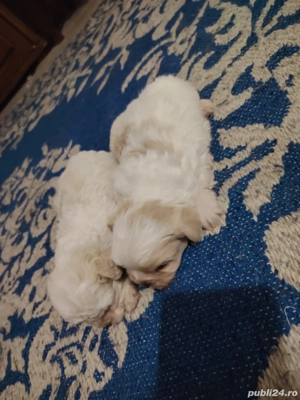 vând caţeluș si caţelușă - imagine 3