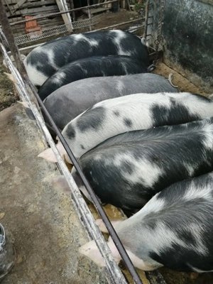 Vand porci carne  - imagine 4