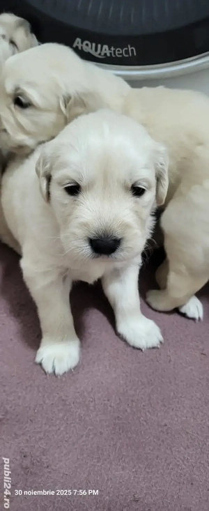 Golden retriever născuți 3 nov. - imagine 2