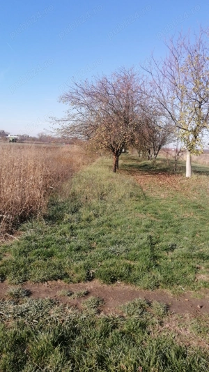 vand teren  -Tarina Mica-Lugoj - imagine 5