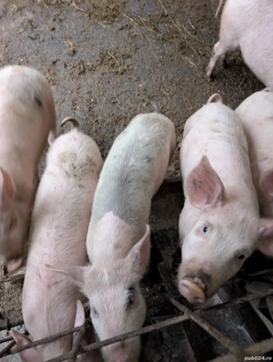 Purcei de 3 luni - imagine 2