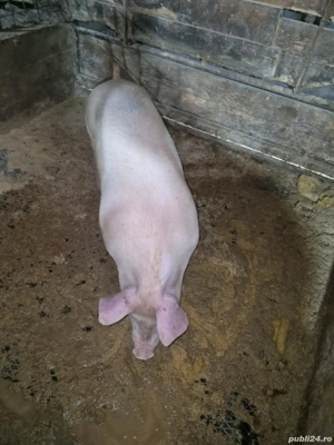 Vand Purcei - imagine 2