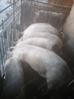 Vând porci  - imagine 2