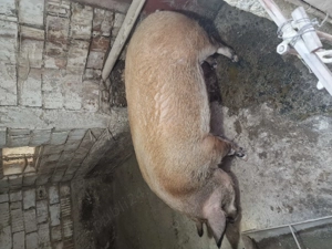 Vând porci cu greutatea cuprinsă între 180-230 kg - imagine 2