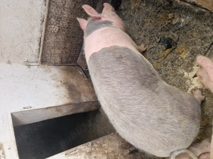 Vând porci cu greutatea cuprinsă între 180-230 kg
