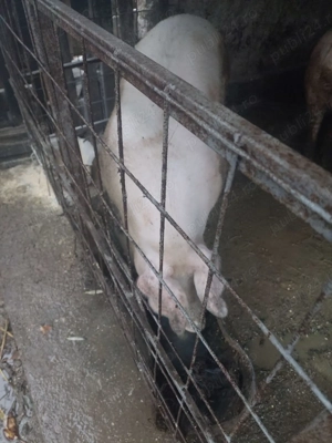 Vand porc! Preț bun - imagine 3