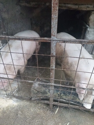 Vand porc! Preț bun - imagine 5