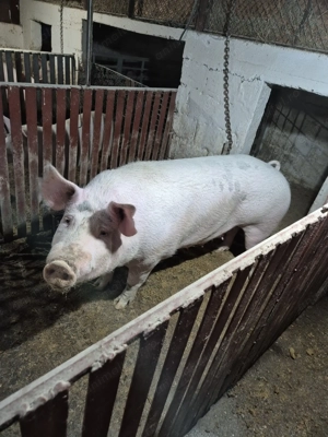 Vand porc.   - imagine 2