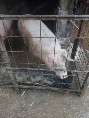 Vand porc! Preț bun - imagine 2