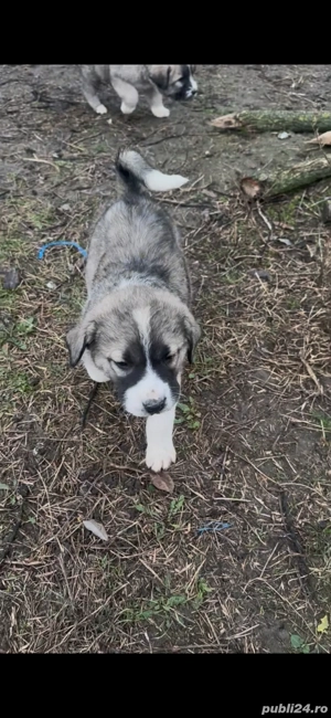 femela kangal catea kangal - imagine 2