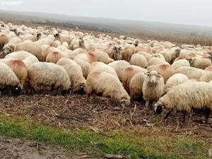 Vand 100 de oi din 700