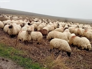 Vand 100 de oi din 700 - imagine 2