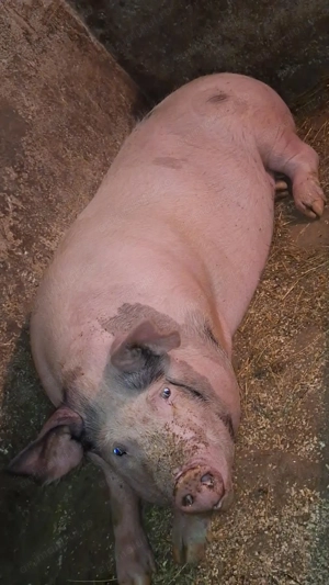 Vand porc de carne 200kg 16lei kg