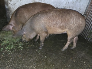 Porc rasa Duroc de vanzare