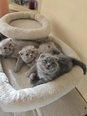 Pisici shorthair british scottish fold - imagine 2