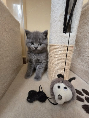 Pisici shorthair british scottish fold - imagine 4