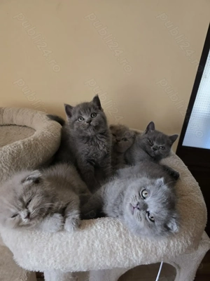 Pisici shorthair british scottish fold - imagine 3