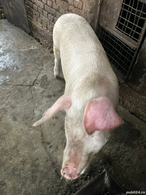 porc de vânzare  - imagine 2