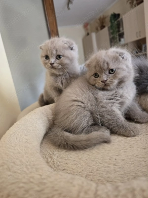 Pisici shorthair british scottish fold - imagine 5