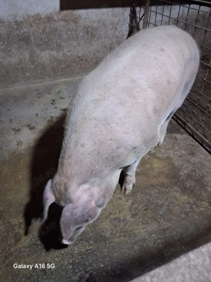 Porc de vânzare  - imagine 2