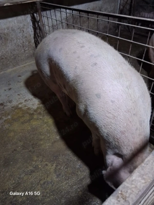 Porc de vânzare  - imagine 4