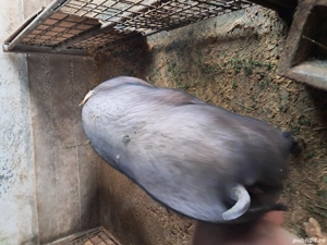 de vânzare  - imagine 2